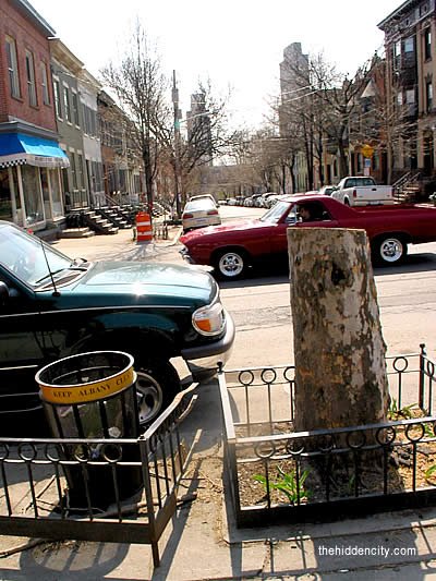 lark street